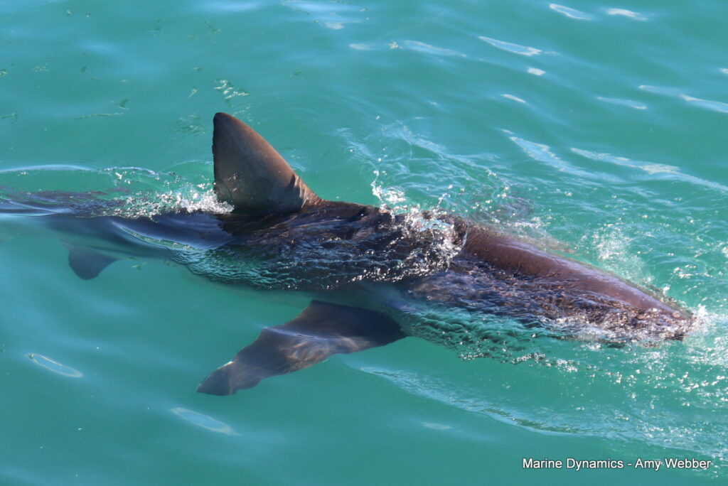 Shark cage diving, Gansbaai, South Africa