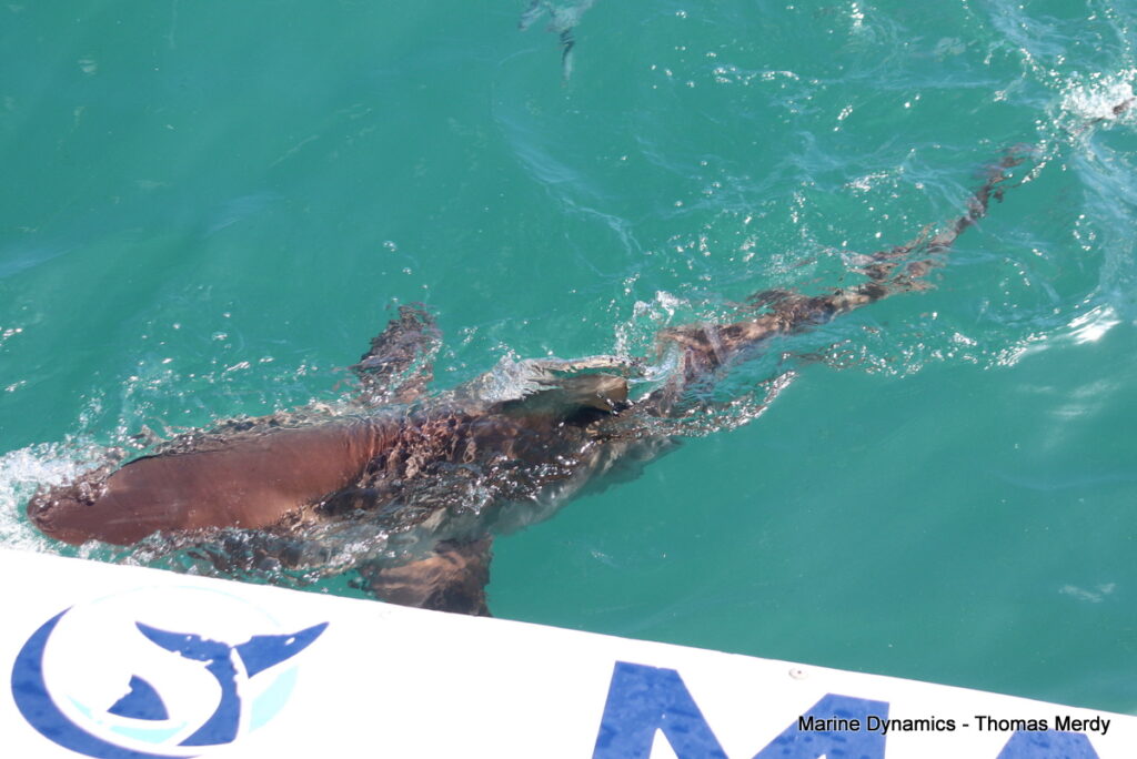 Shark cage diving, South Africa, Gansbaai