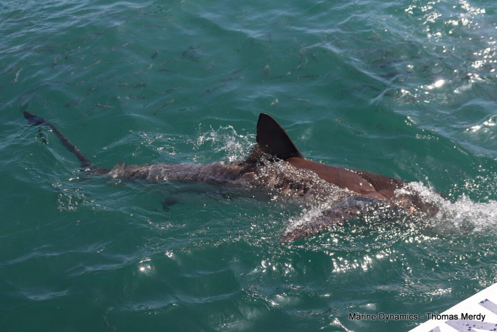 Shark cage diving, South Africa, Gansbaai