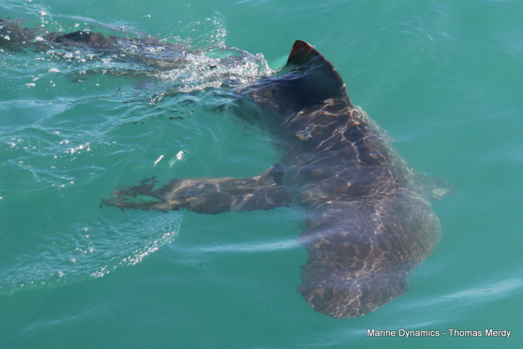 Shark cage diving, South Africa, Gansbaai