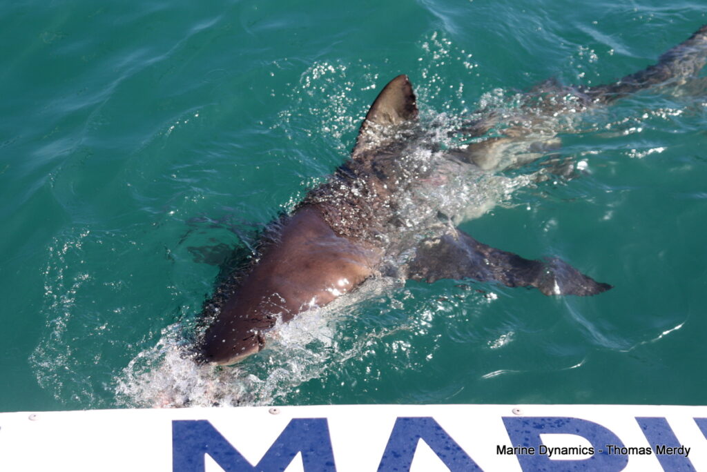 Shark cage diving, South Africa, Gansbaai