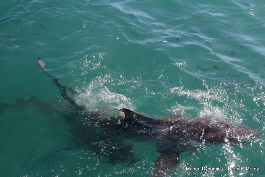 Shark cage diving, South Africa, Gansbaai