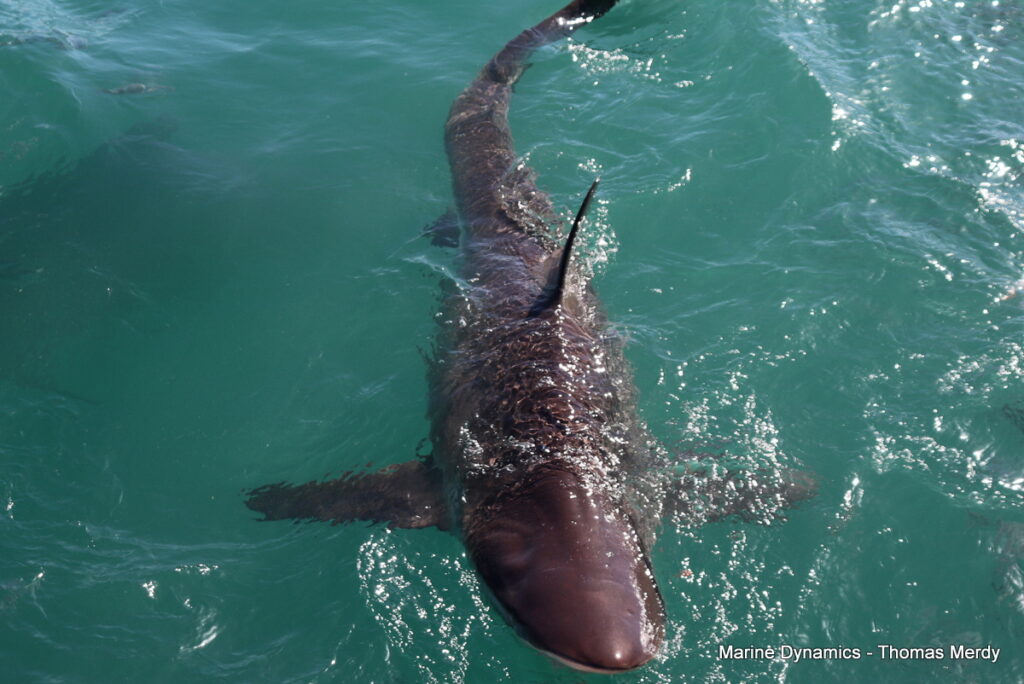 Shark cage diving, South Africa, Gansbaai