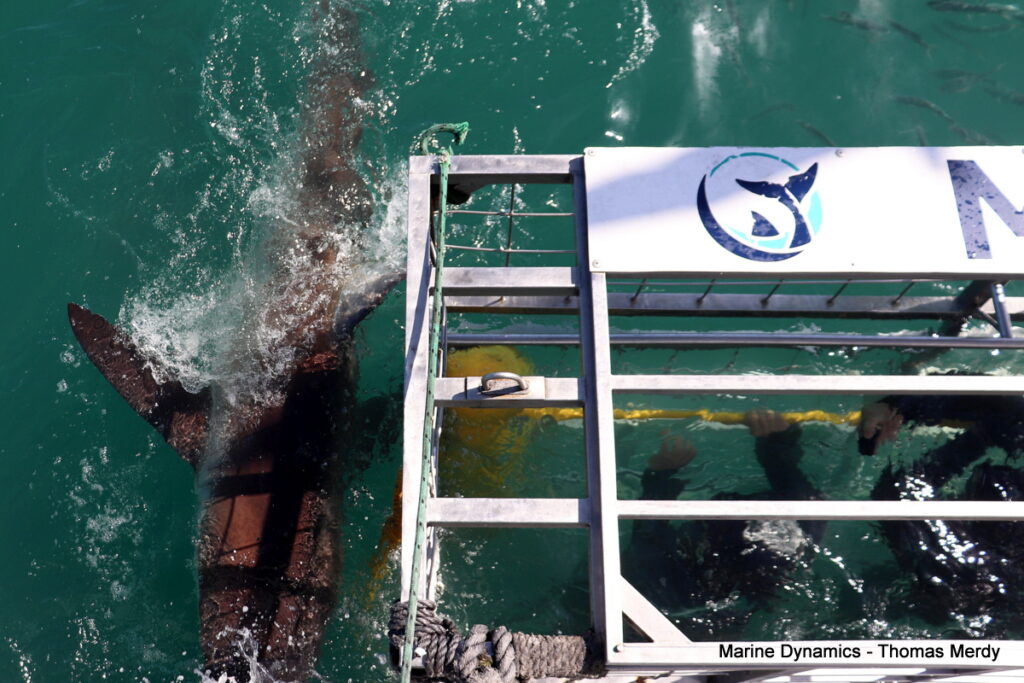 Shark cage diving, South Africa, Gansbaai