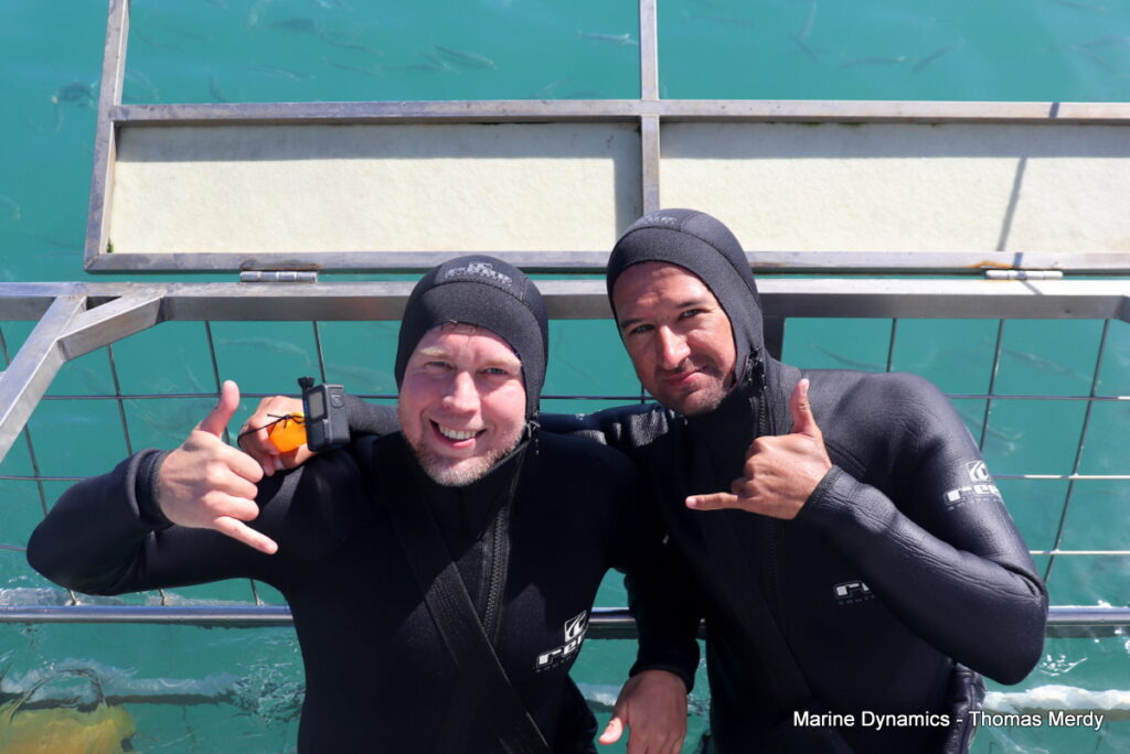 Shark cage diving, South Africa, Gansbaai