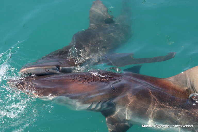 Shark cage diving, Gansbaai, South Africa
