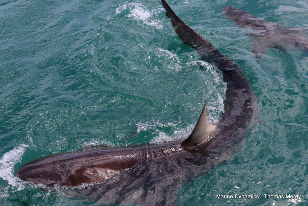 Shark cage diving, South Africa, Gansbaai