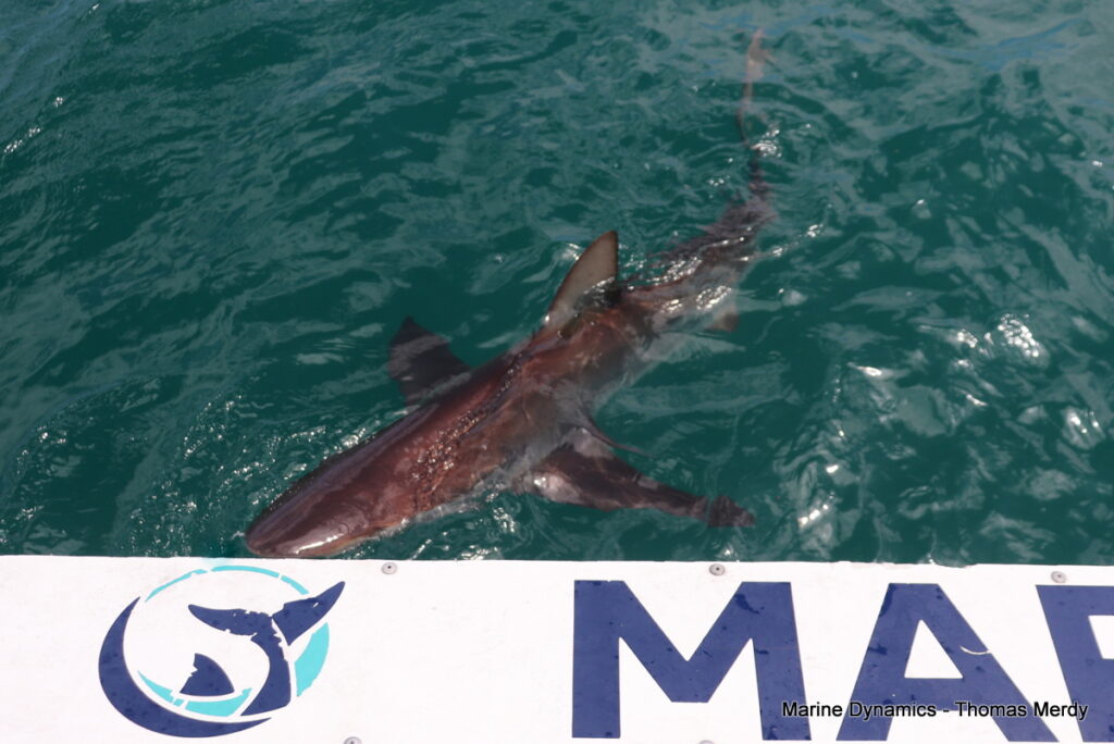 Shark cage diving, South Africa, Gansbaai