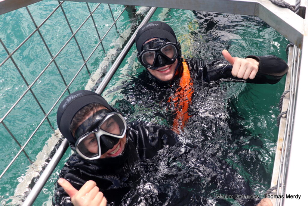 Shark cage diving, South Africa, Gansbaai
