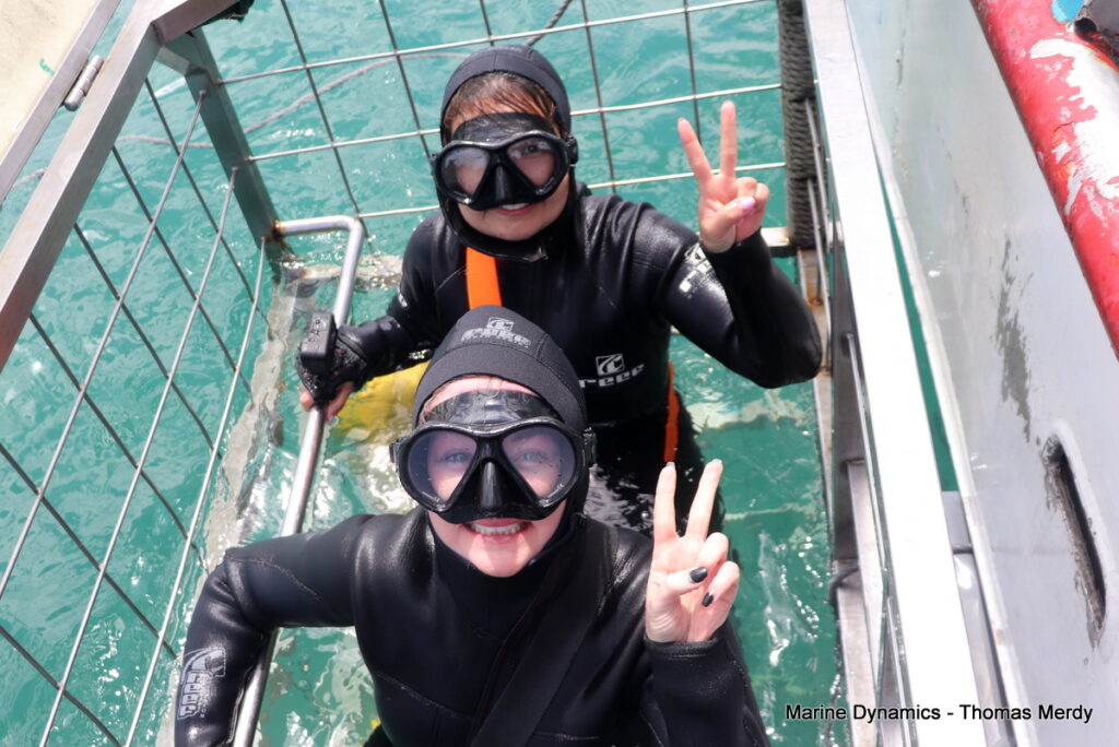 Shark cage diving, South Africa, Gansbaai