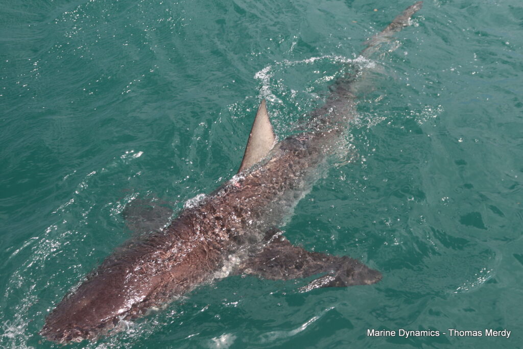 Shark cage diving, South Africa, Gansbaai