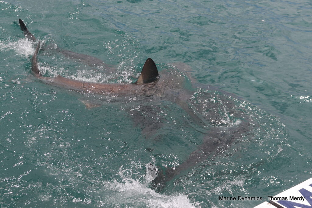 Shark cage diving, South Africa, Gansbaai