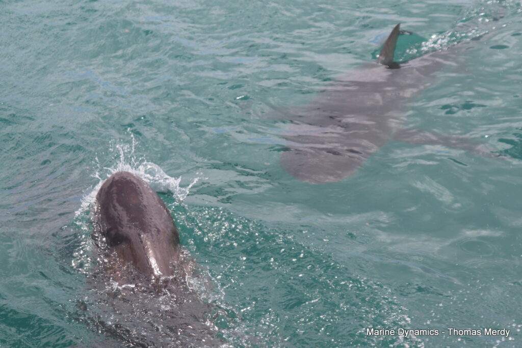 Shark cage diving, South Africa, Gansbaai