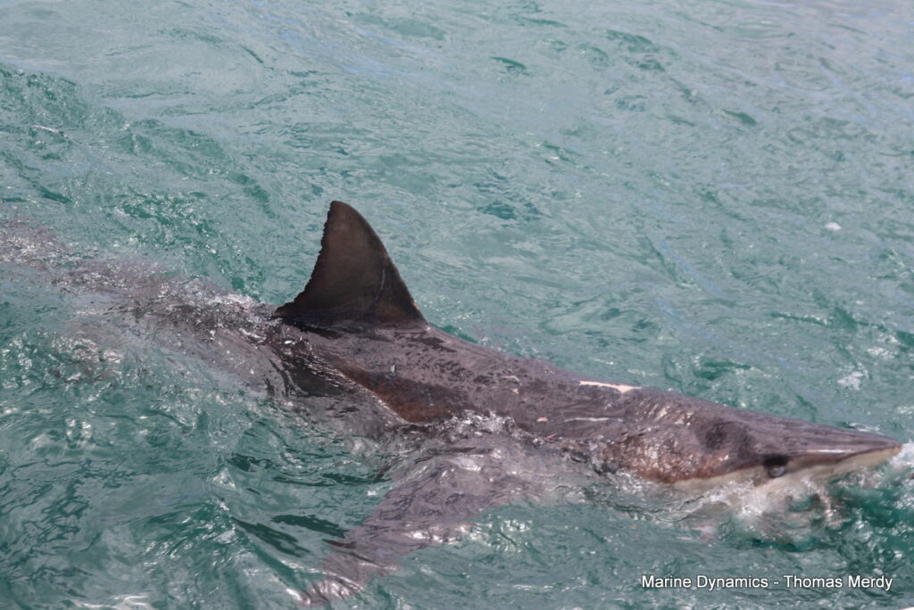 Shark cage diving, South Africa, Gansbaai