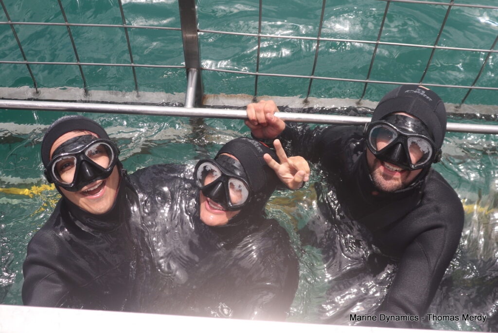 Shark cage diving, South Africa, Gansbaai