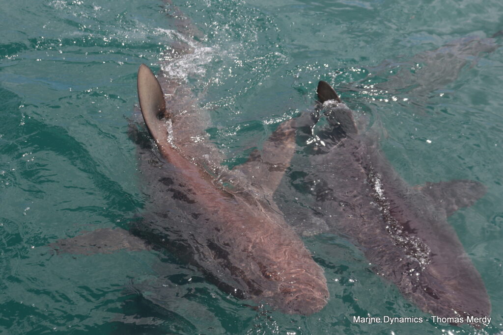 Shark cage diving, South Africa, Gansbaai