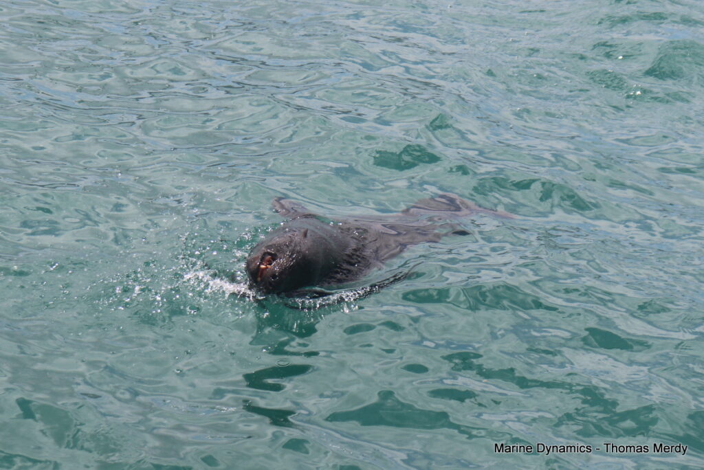 Shark cage diving, South Africa, Gansbaai
