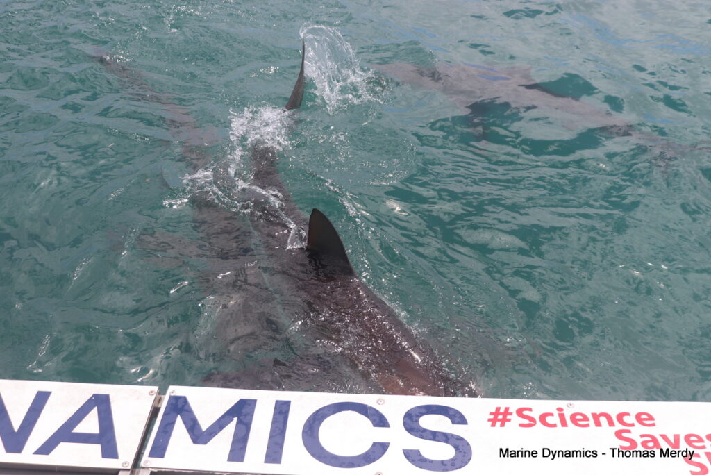 Shark cage diving, South Africa, Gansbaai