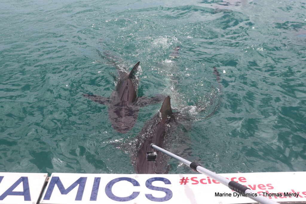 Shark cage diving, South Africa, Gansbaai