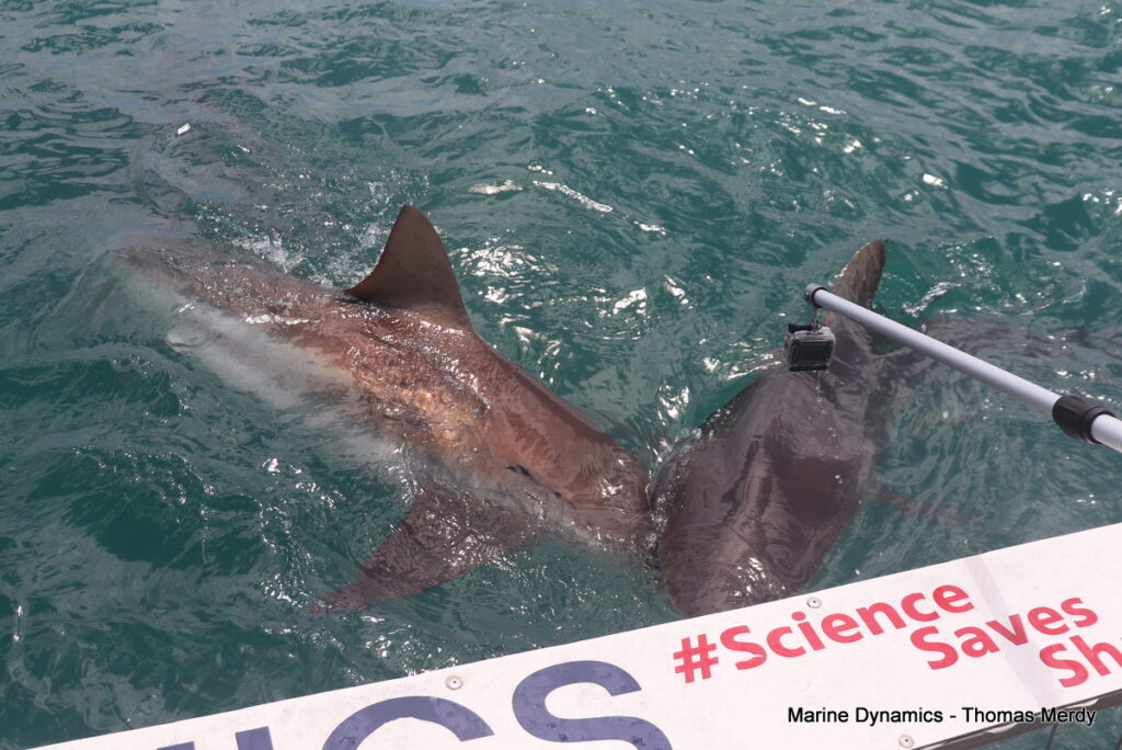 Shark cage diving, South Africa, Gansbaai