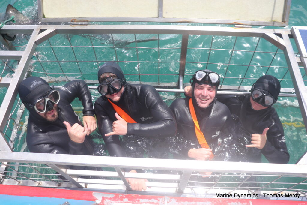 Shark cage diving, South Africa, Gansbaai