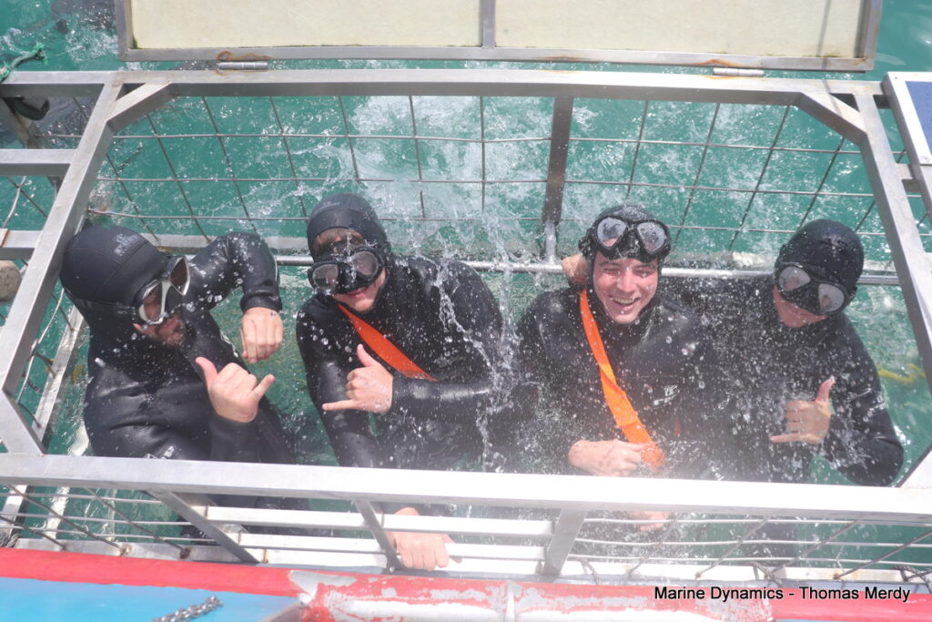 Shark cage diving, South Africa, Gansbaai