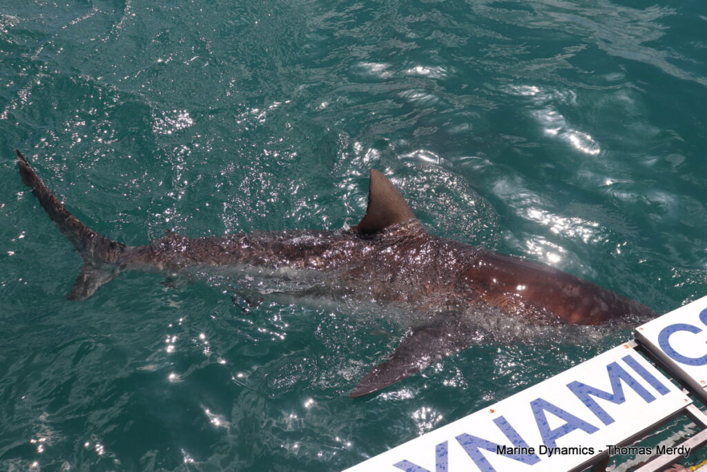 Shark cage diving, South Africa, Gansbaai