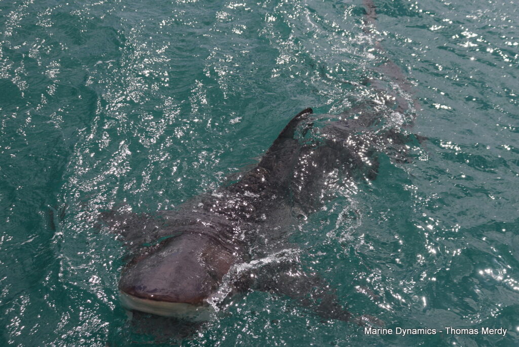 Shark cage diving, South Africa, Gansbaai