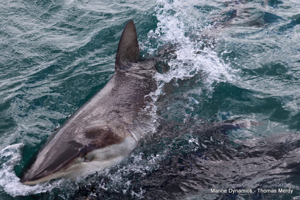 Shark cage diving, South Africa, Gansbaai