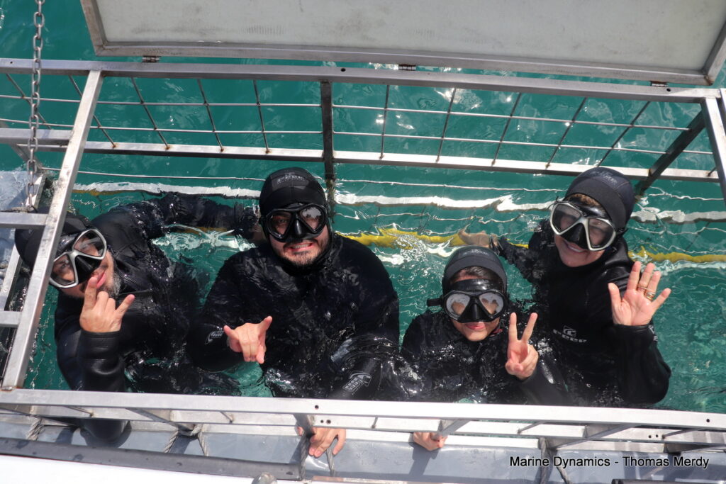 Shark cage diving, South Africa, Gansbaai