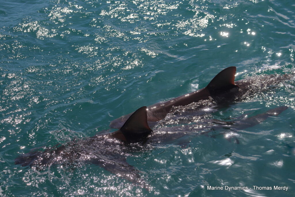 Shark cage diving, South Africa, Gansbaai