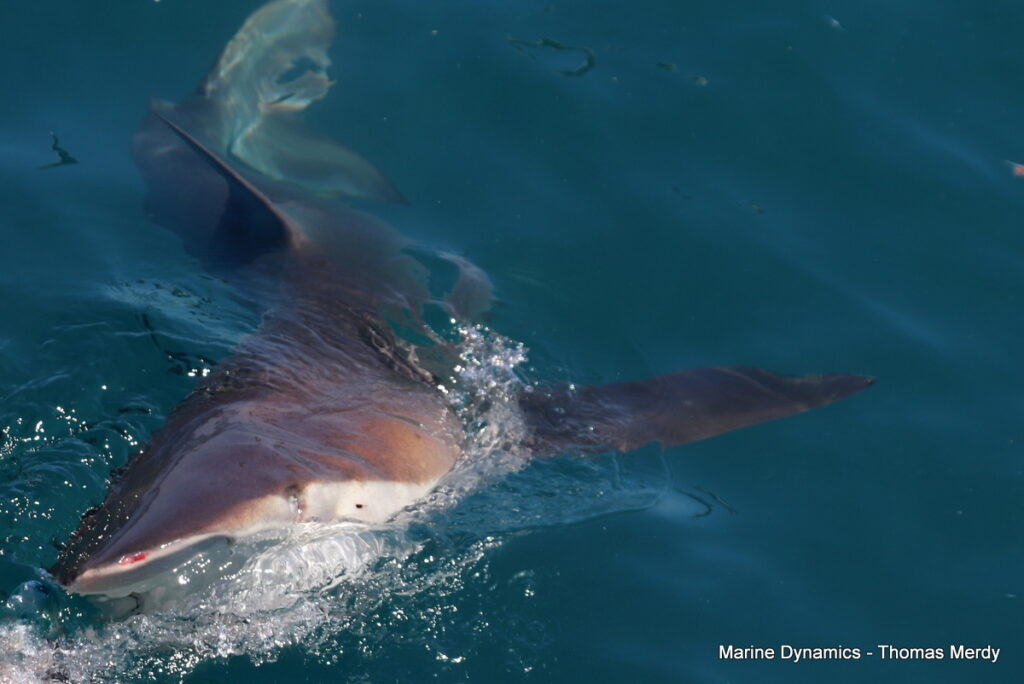 Shark cage diving, South Africa, Gansbaai
