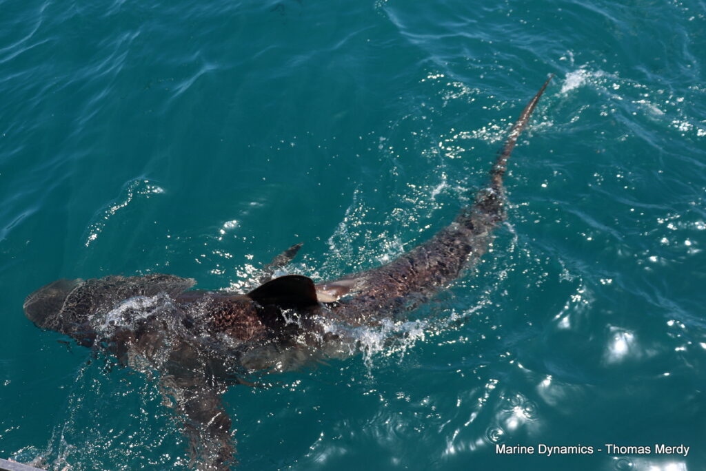 Shark cage diving, South Africa, Gansbaai