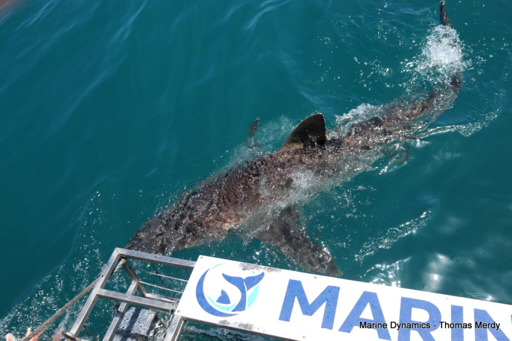 Shark cage diving, South Africa, Gansbaai