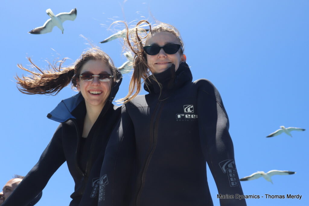 Shark cage diving, South Africa, Gansbaai