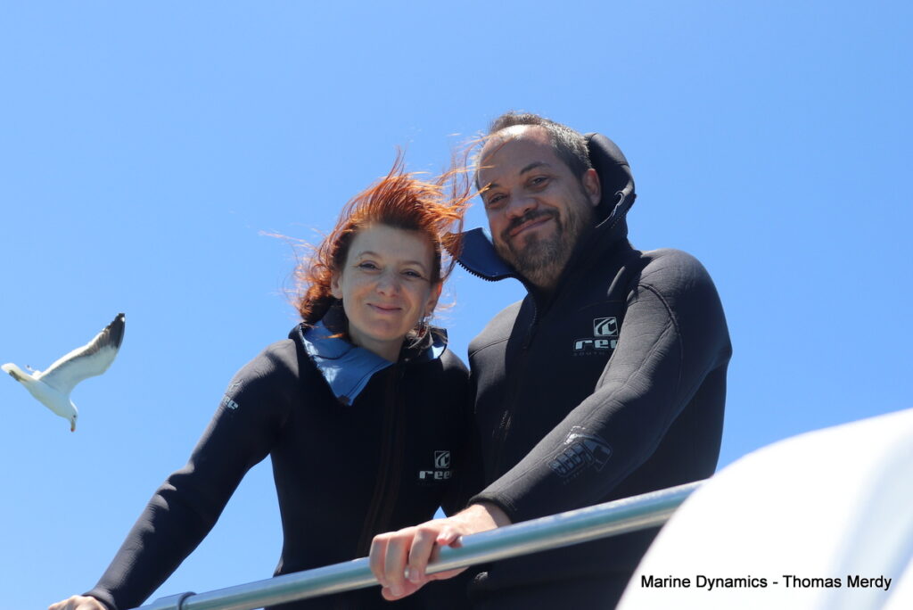 Shark cage diving, South Africa, Gansbaai