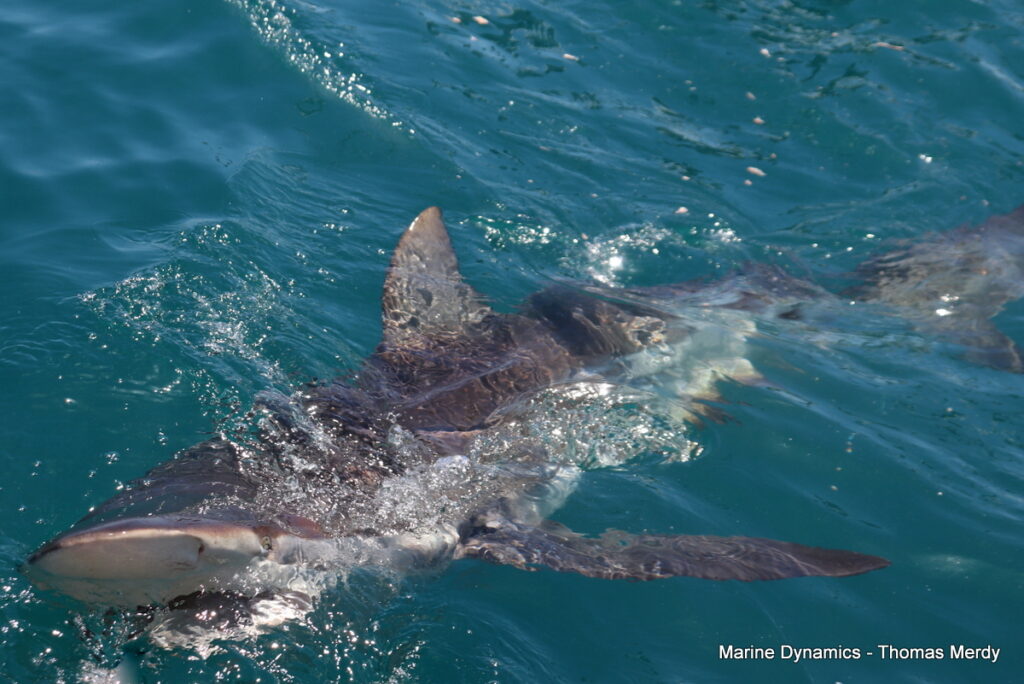Shark cage diving, South Africa, Gansbaai