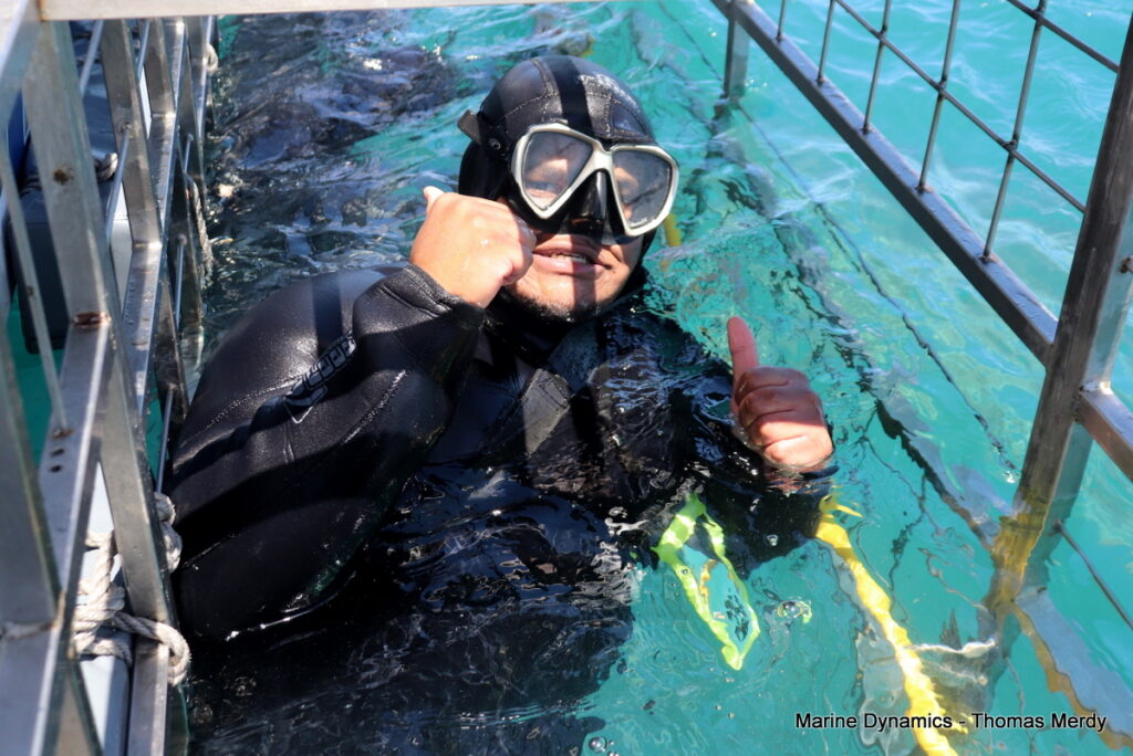 Shark cage diving, South Africa, Gansbaai