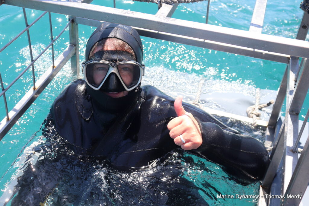 Shark cage diving, South Africa, Gansbaai