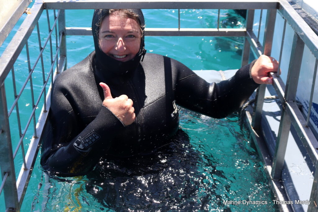 Shark cage diving, South Africa, Gansbaai