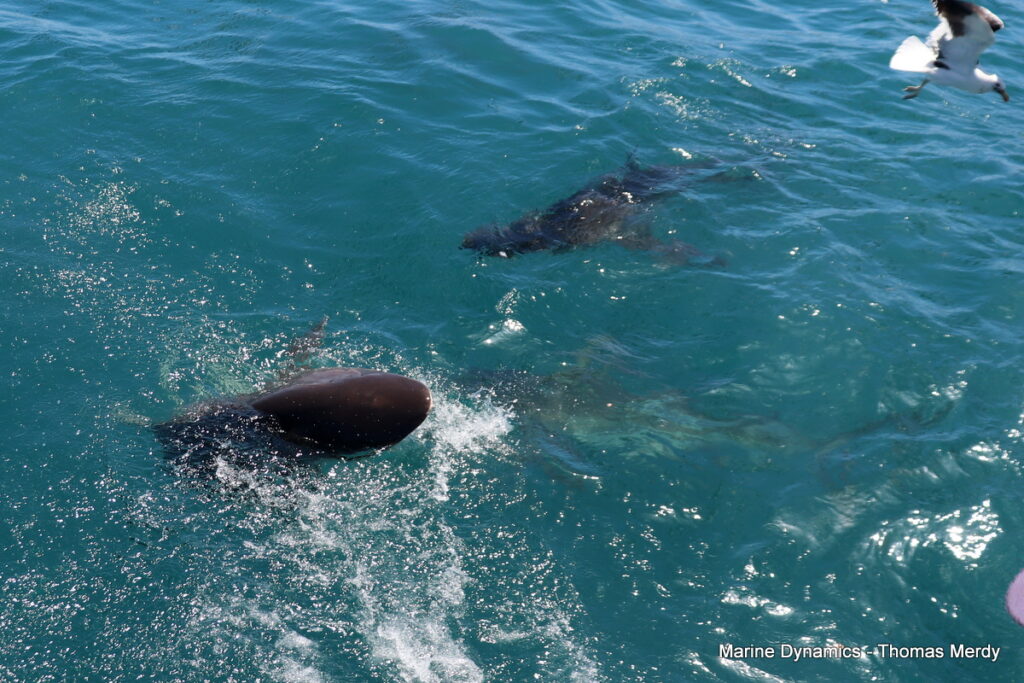 Shark cage diving, South Africa, Gansbaai