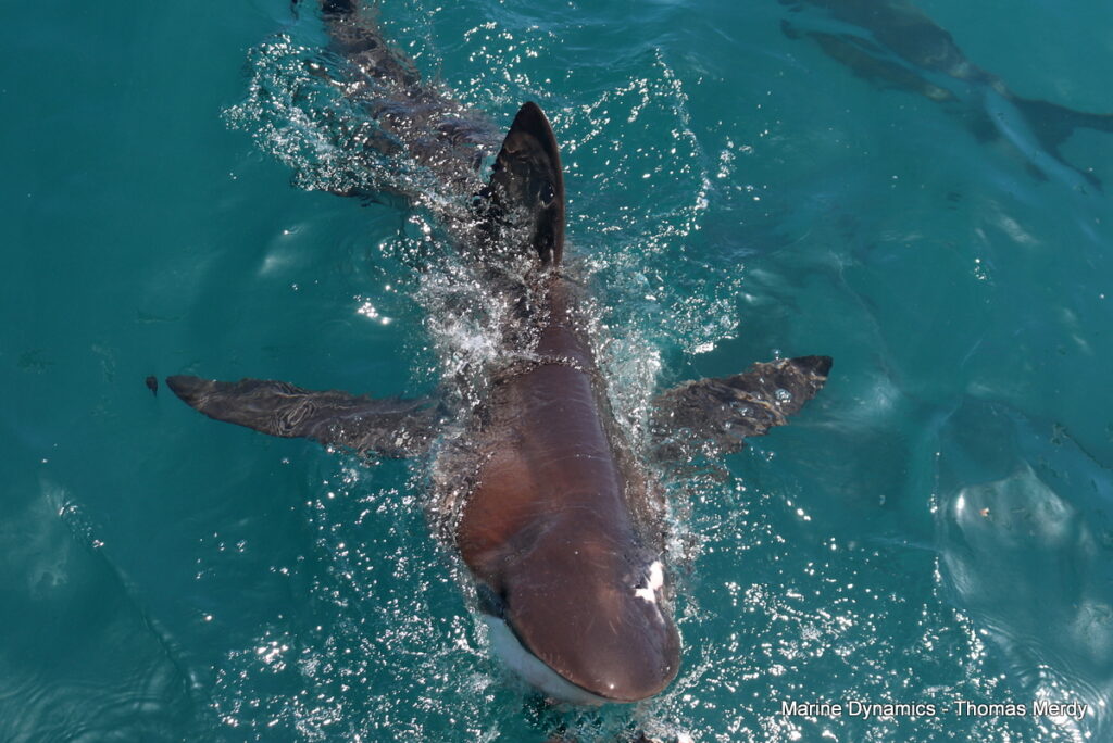Shark cage diving, South Africa, Gansbaai