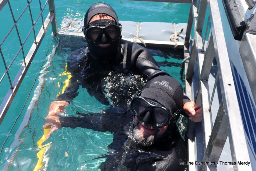 Shark cage diving, South Africa, Gansbaai