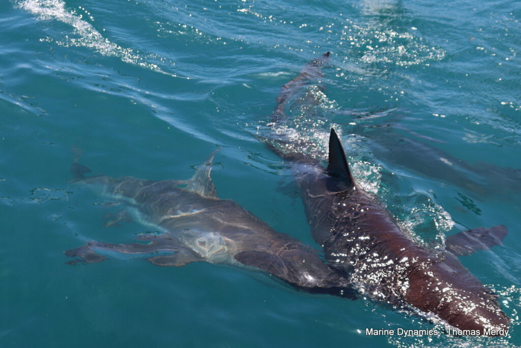 Shark cage diving, South Africa, Gansbaai