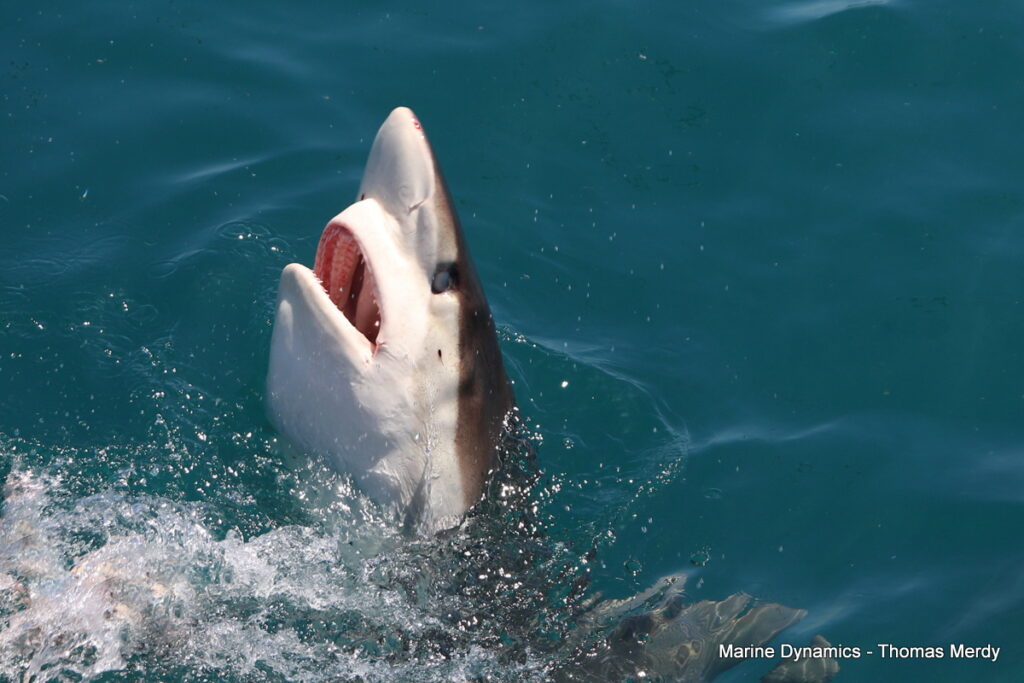 Shark cage diving, South Africa, Gansbaai