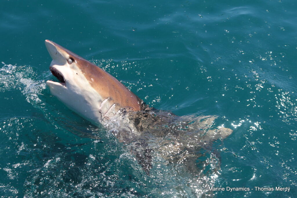 Shark cage diving, South Africa, Gansbaai