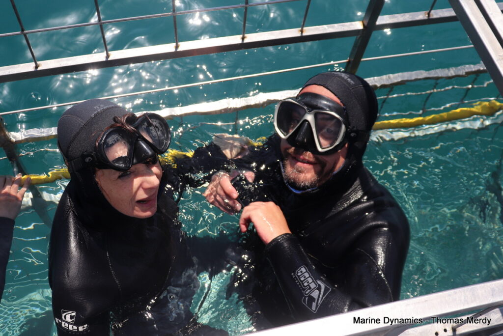 Shark cage diving, South Africa, Gansbaai