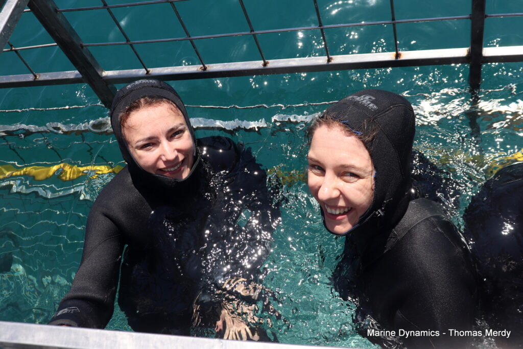 Shark cage diving, South Africa, Gansbaai