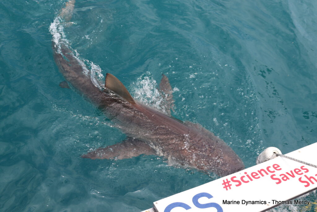 South Africa, Shark cage diving, Gansbaai