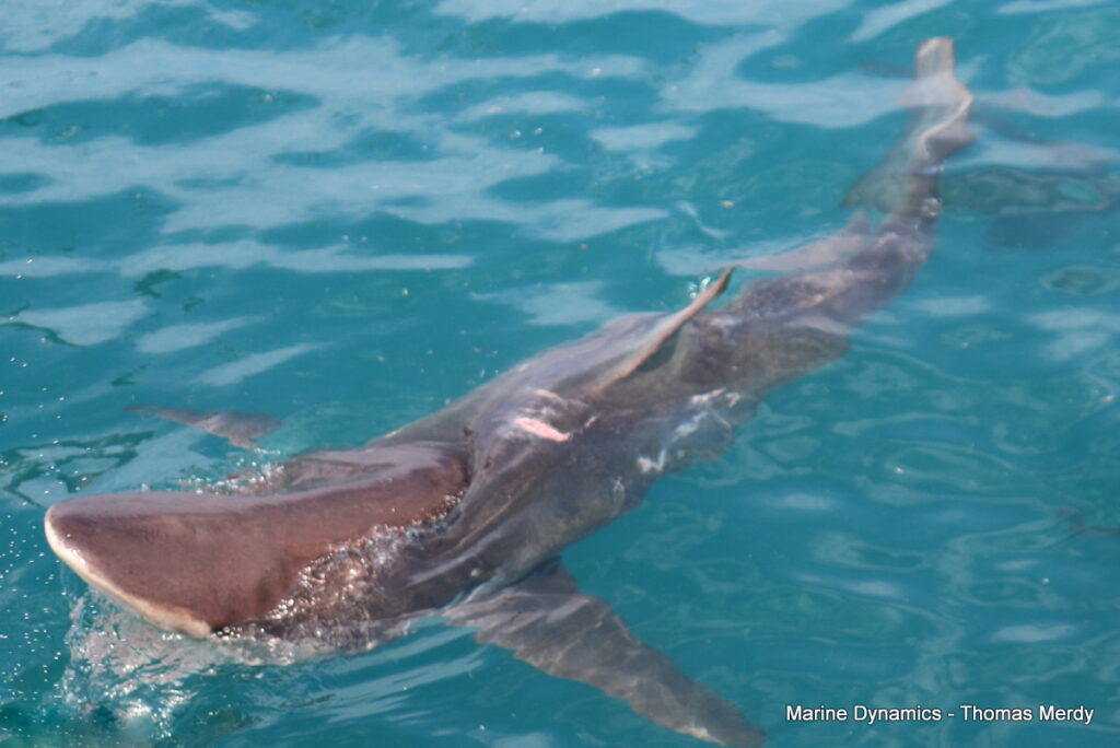 South Africa, Shark cage diving, Gansbaai
